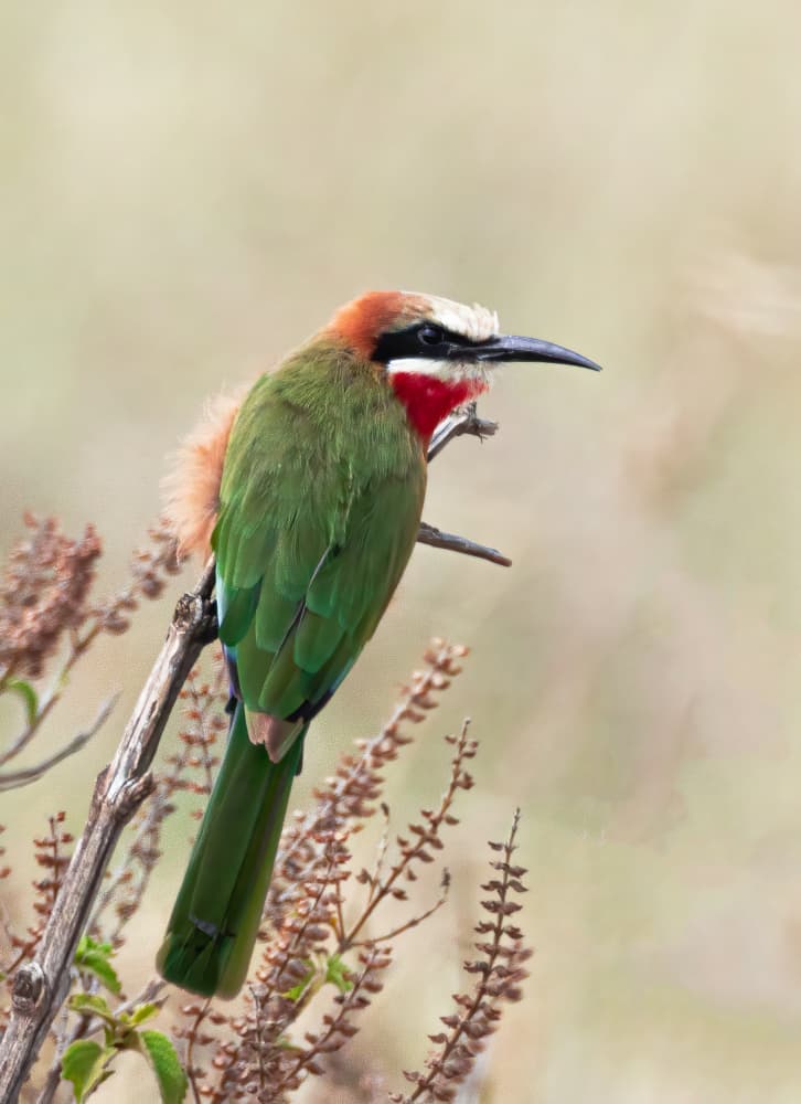 White-fronted Bee-eater Perch by Johnson Huang — canvas wall art