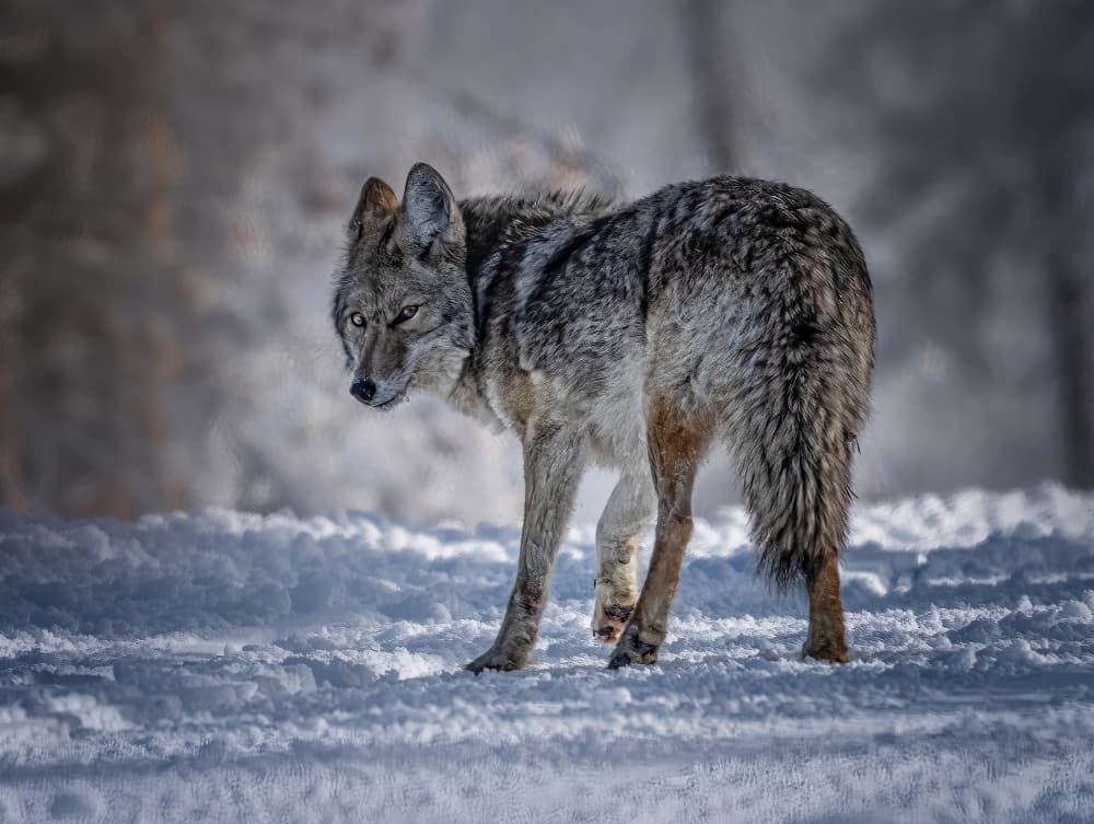 Lonely wolf by Yuan Su — canvas wall art
