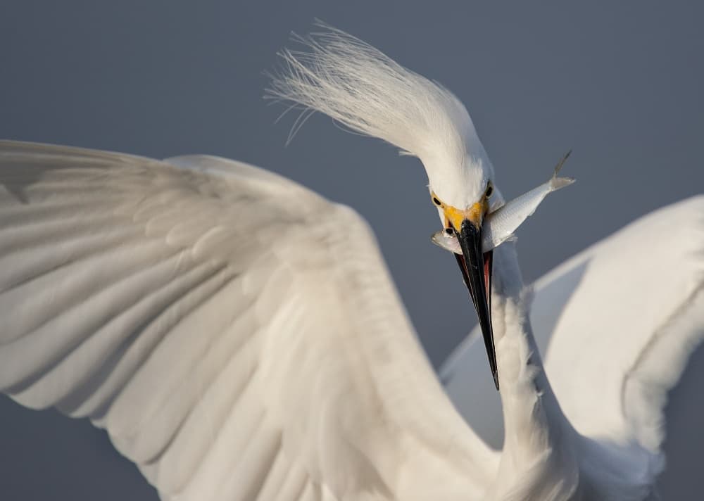 Snowy Egret's Catch by Fabiola Forns — canvas wall art