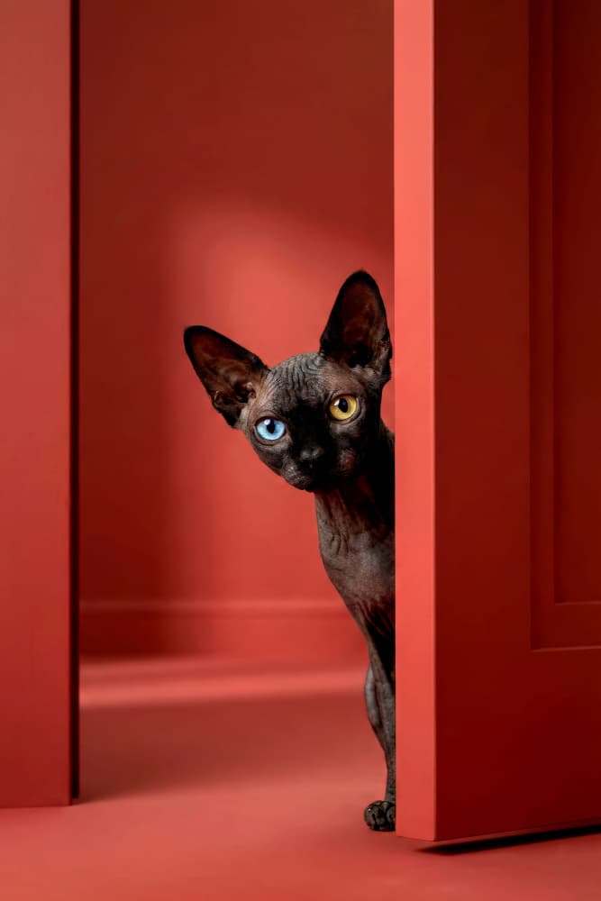 Curious Sphynx Red Door by Antonyus Bunjamin (Abe) — canvas wall art