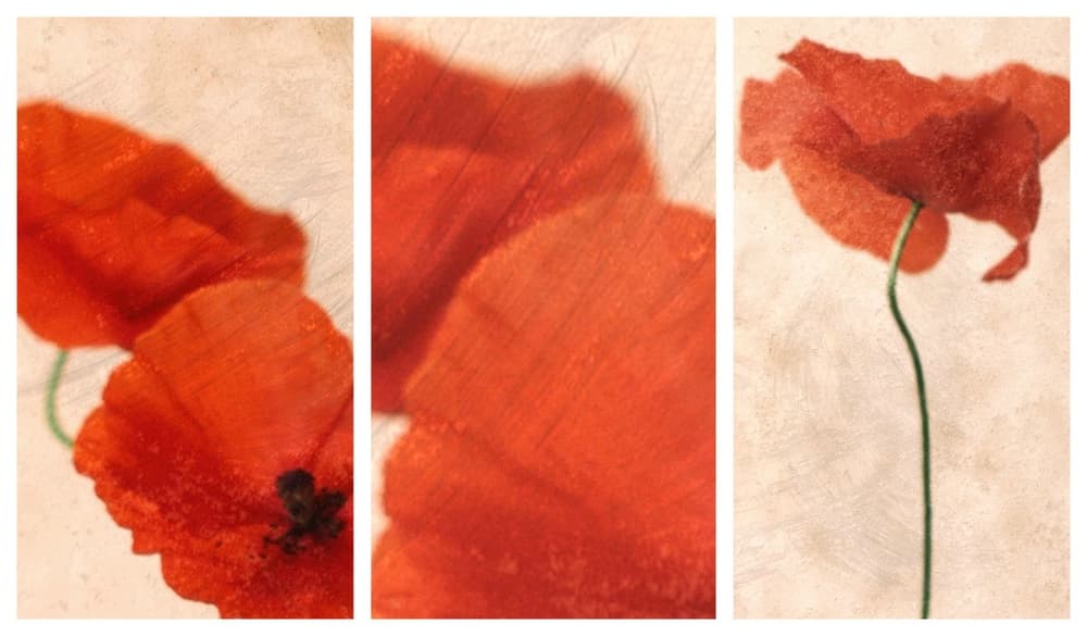 Three Red by Delphine Devos — canvas wall art