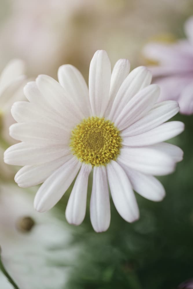 Fresh Daisy Bloom by Javier Pardina — canvas wall art