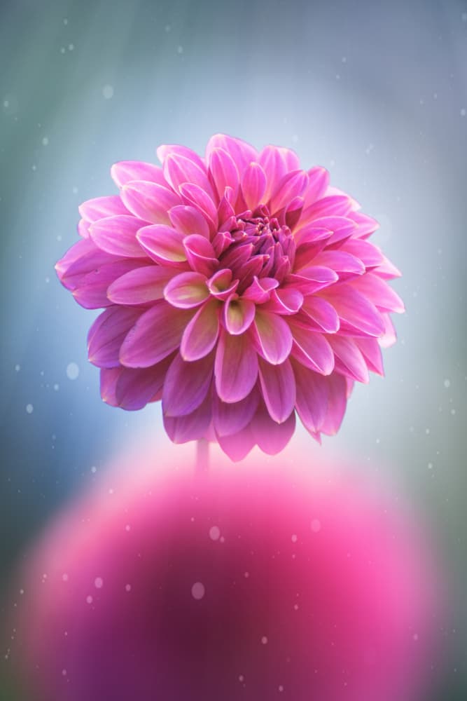 Dreamy Pink Dahlia by Takashi Suzuki — canvas wall art