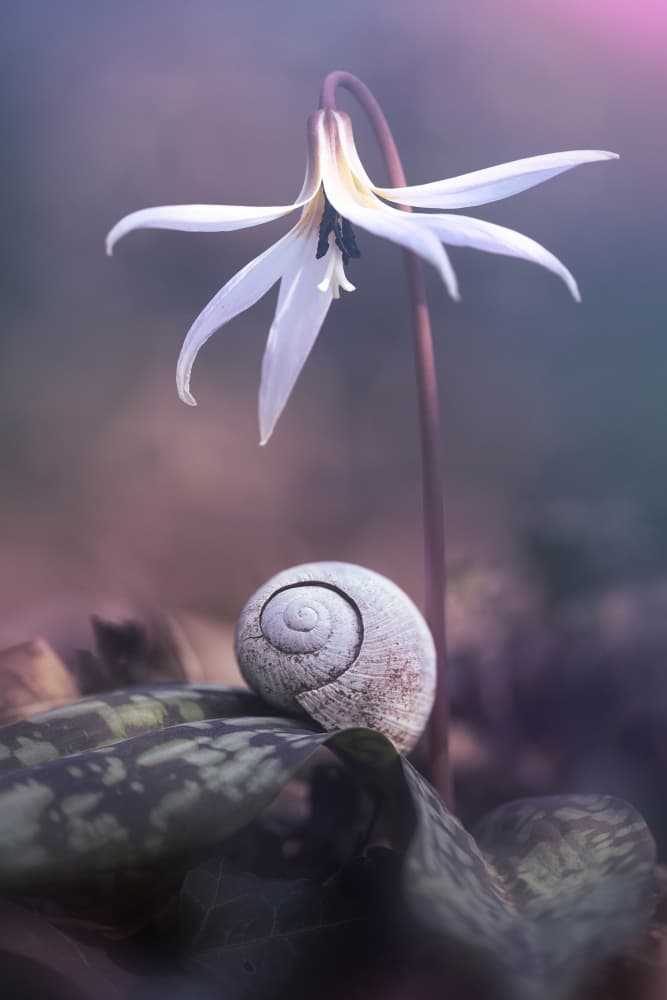 Snail Shell Flower Dream by Fabrizio Daminelli — canvas wall art