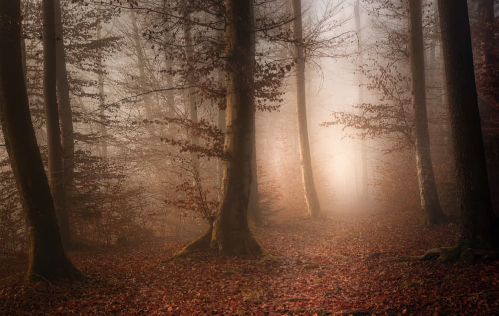 Misty Forest Glow by Norbert Maier — canvas wall art