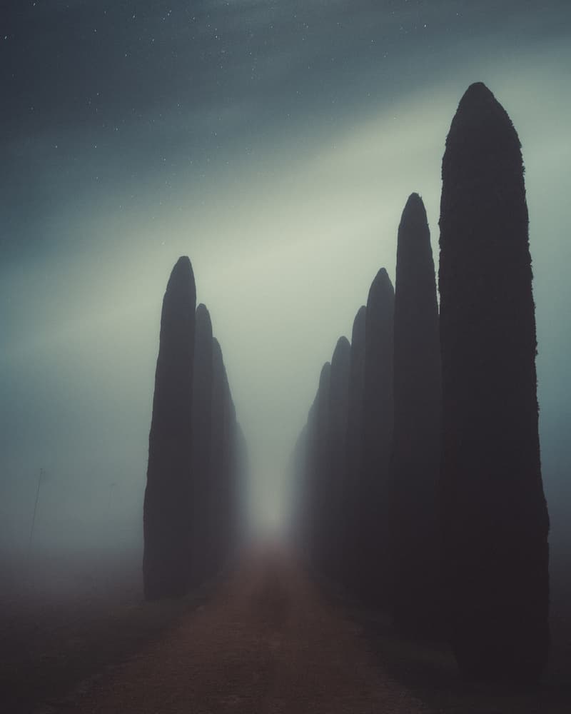 Misty Cypress Avenue by Andrea Fraccaroli — canvas wall art