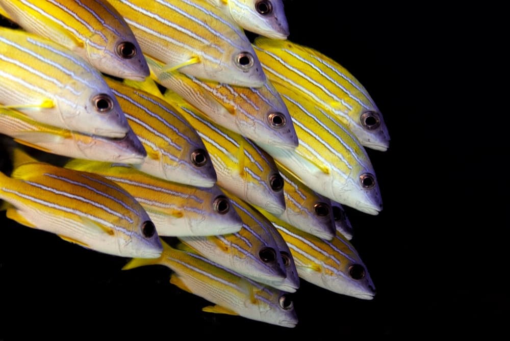 School of Striped Fish by Ilan Ben Tov — canvas wall art