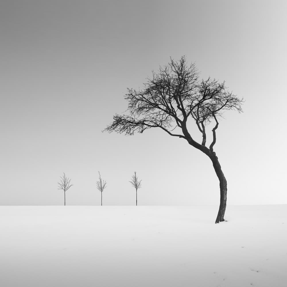 Minimal Winter Trees by Tomas Tison — canvas wall art