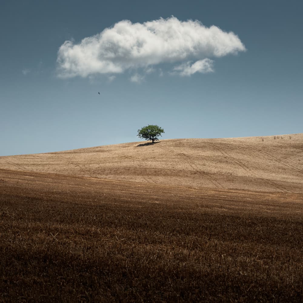 Solitary Tree Open Field by Thomas de Franzoni — canvas wall art