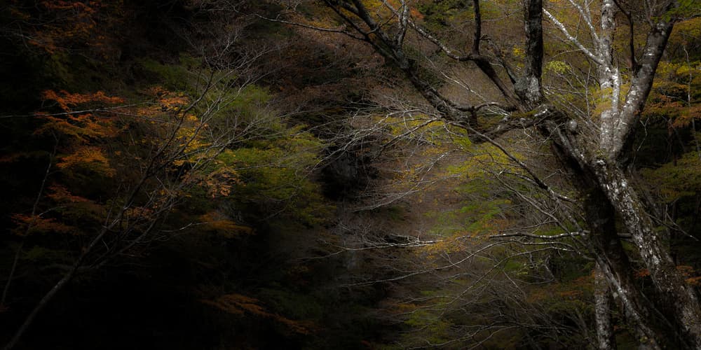 Autumn Forest Light by Hideto Morimatsu — canvas wall art