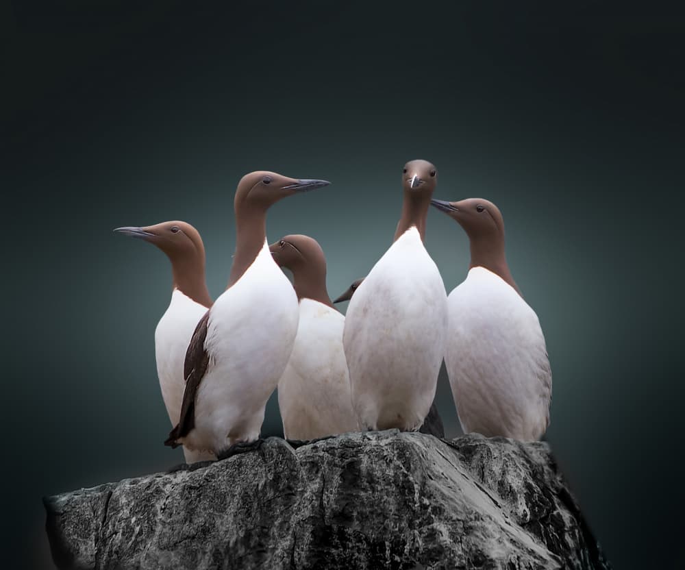 Five Seabirds Watch by Erik Engström — canvas wall art
