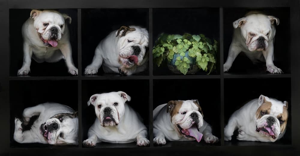 Bulldog Expressions Grid by Gert van den Bosch — canvas wall art