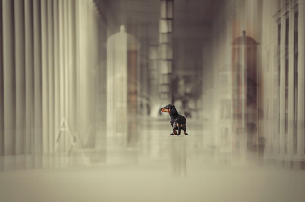 Dachshund in Long Hallway by Heike Willers — canvas wall art