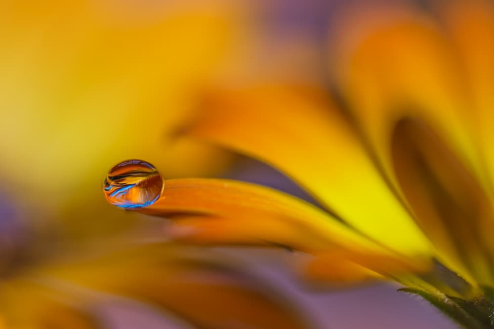 Vibrant Petal Drop by Lydia Jacobs — canvas wall art