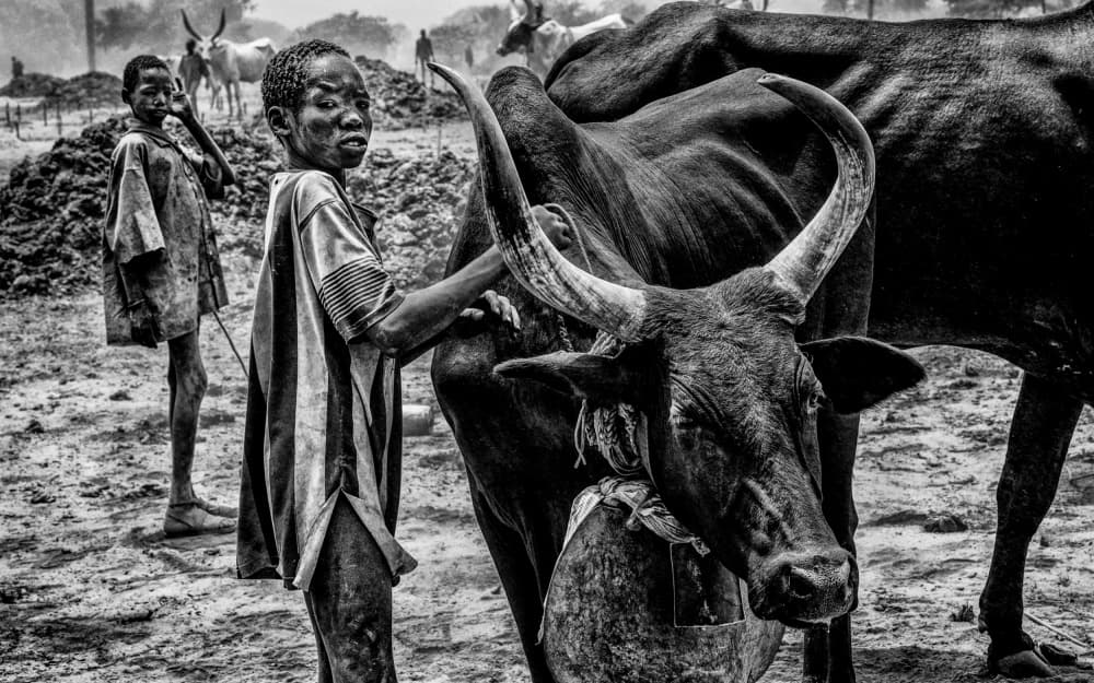 Dinka Boy with Ox by Joxe Inazio Kuesta Garmendia — canvas wall art