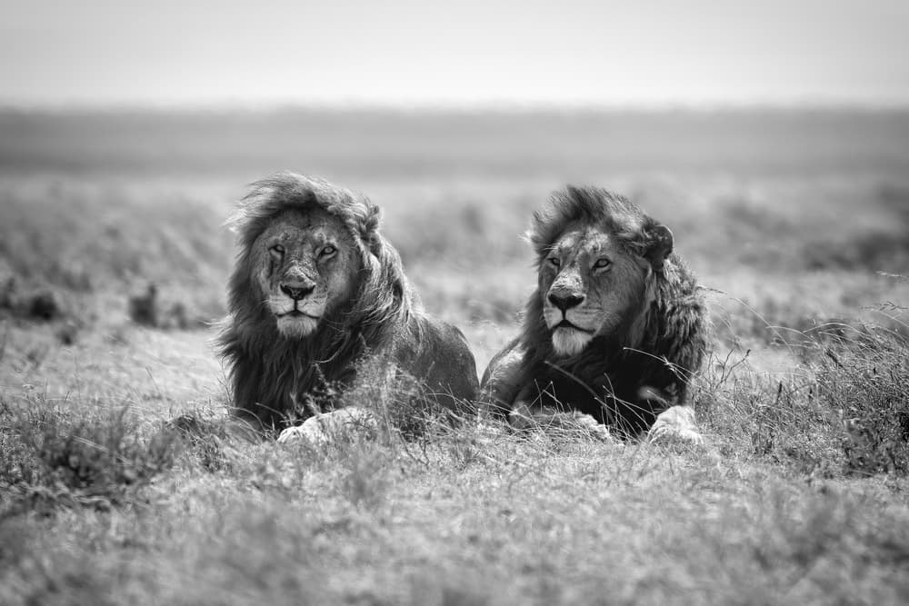 Two Majestic Lions by Nicolás Merino — canvas wall art