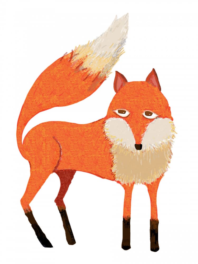 Curious Orange Fox by Lynnda Rakos — canvas wall art