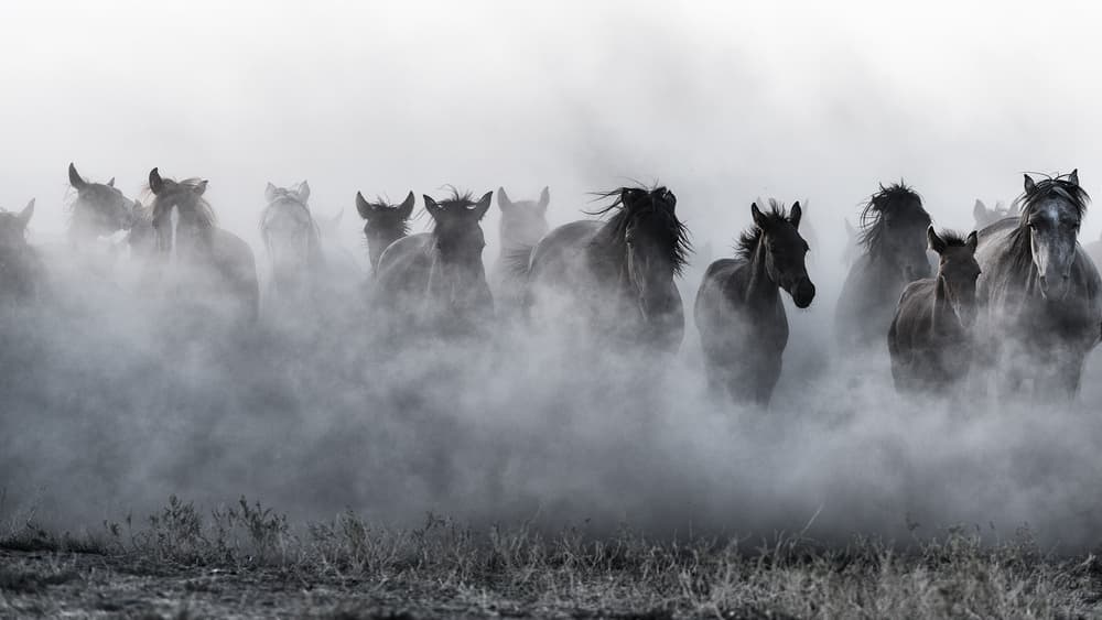 Dusty Wild Horses by Yavuz Pancareken — canvas wall art