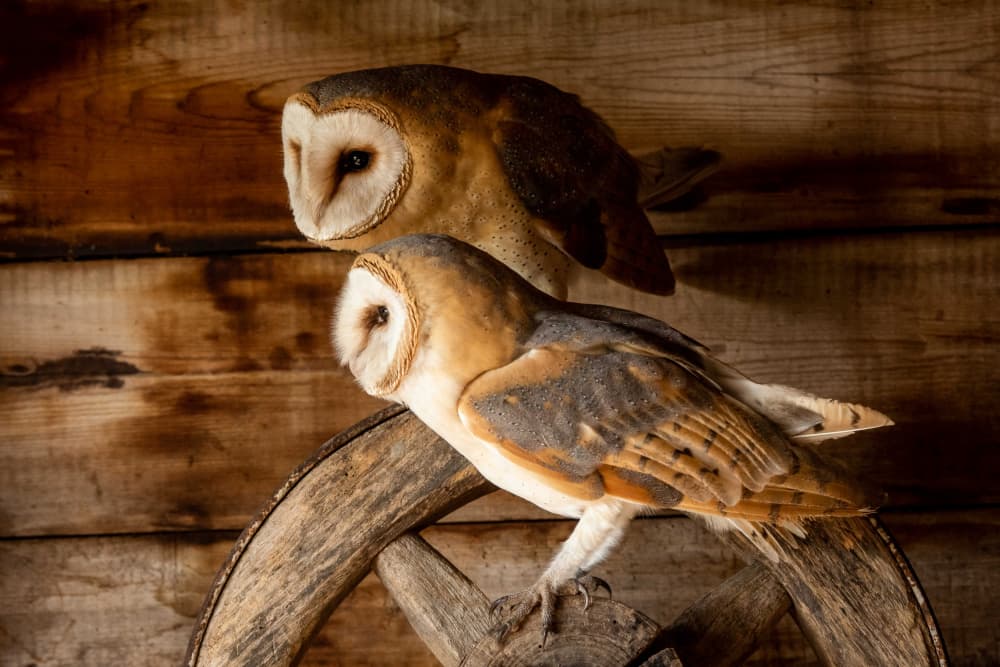 Rustic Barn Owls by Caroline Wirtz — canvas wall art