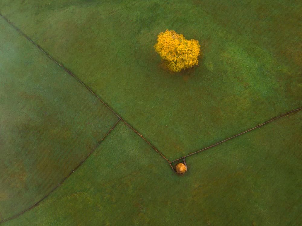 Golden Tree Field by Sveduneac Dorin Lucian — canvas wall art