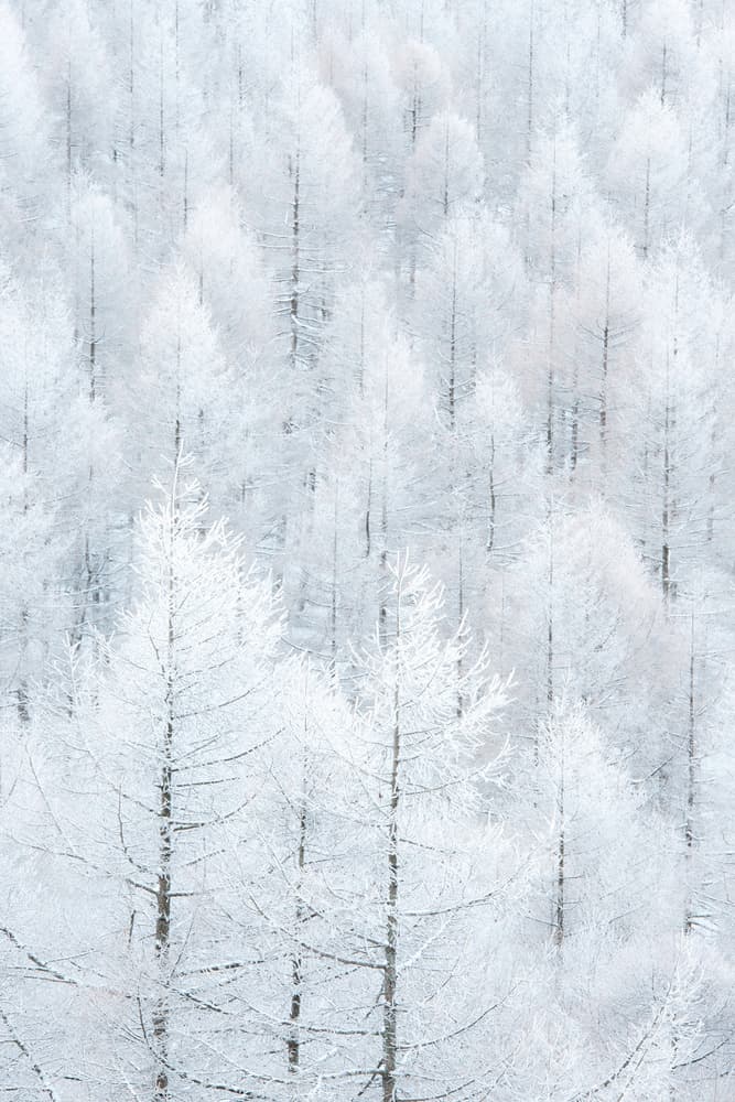 Frosted Winter Forest by Shota Nagase — canvas wall art