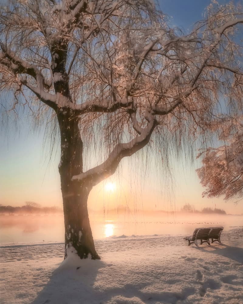 Snowy Willow Sunrise by Makiko Samejima — canvas wall art