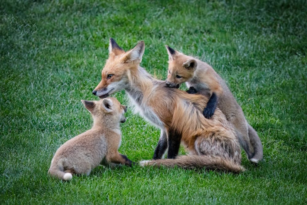 Fox Family Playtime by Chuan Chen APA — canvas wall art
