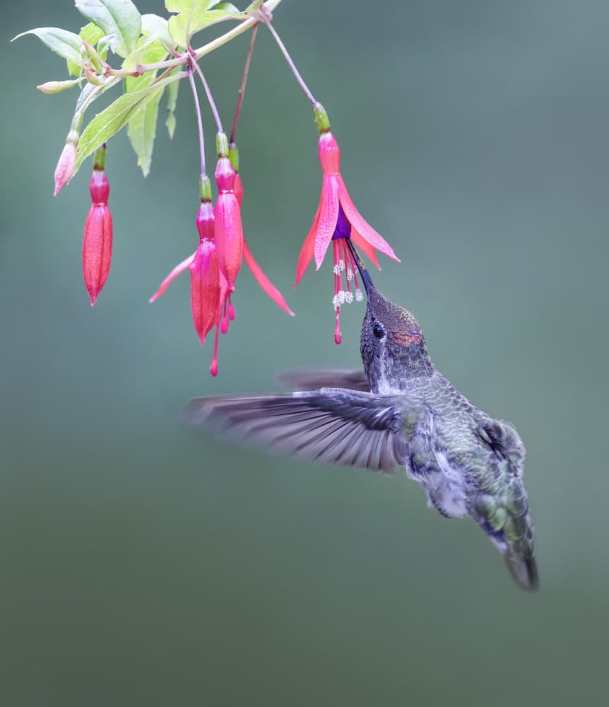Hummingbird Feeding Fuchsia by Xiaojian Huang — canvas wall art