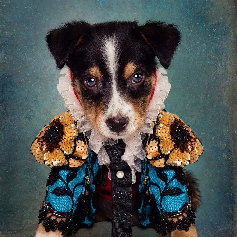 Dapper Puppy Portrait by Tammy Swarek — canvas wall art