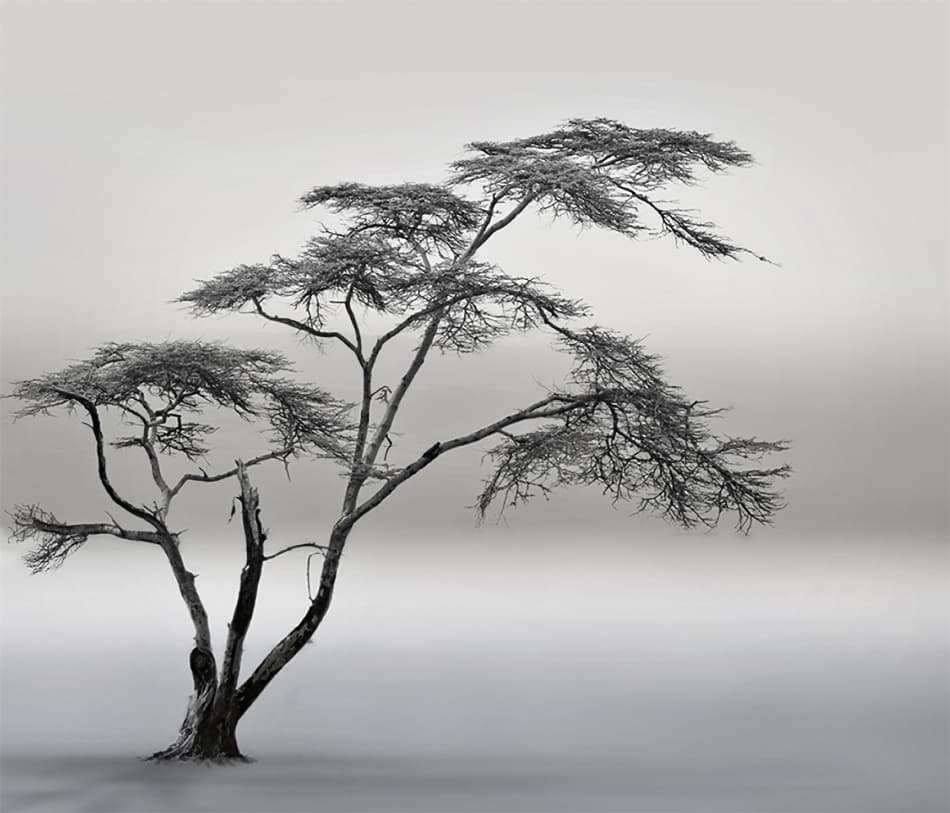 Solitary Tree Landscape by Piet Flour — canvas wall art