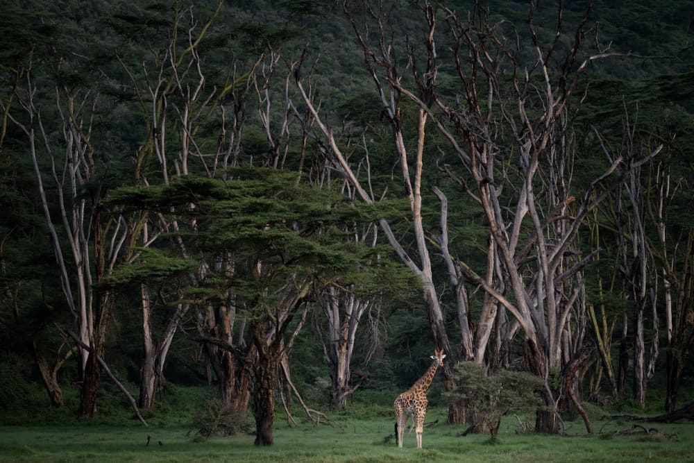 Giraffe in African Woodland by Luigi Ruoppolo — canvas wall art