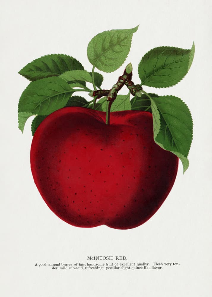 Mcintosh Red Apple Lithograph by Botanical Specimen Rochester Lithographing — canvas wall art