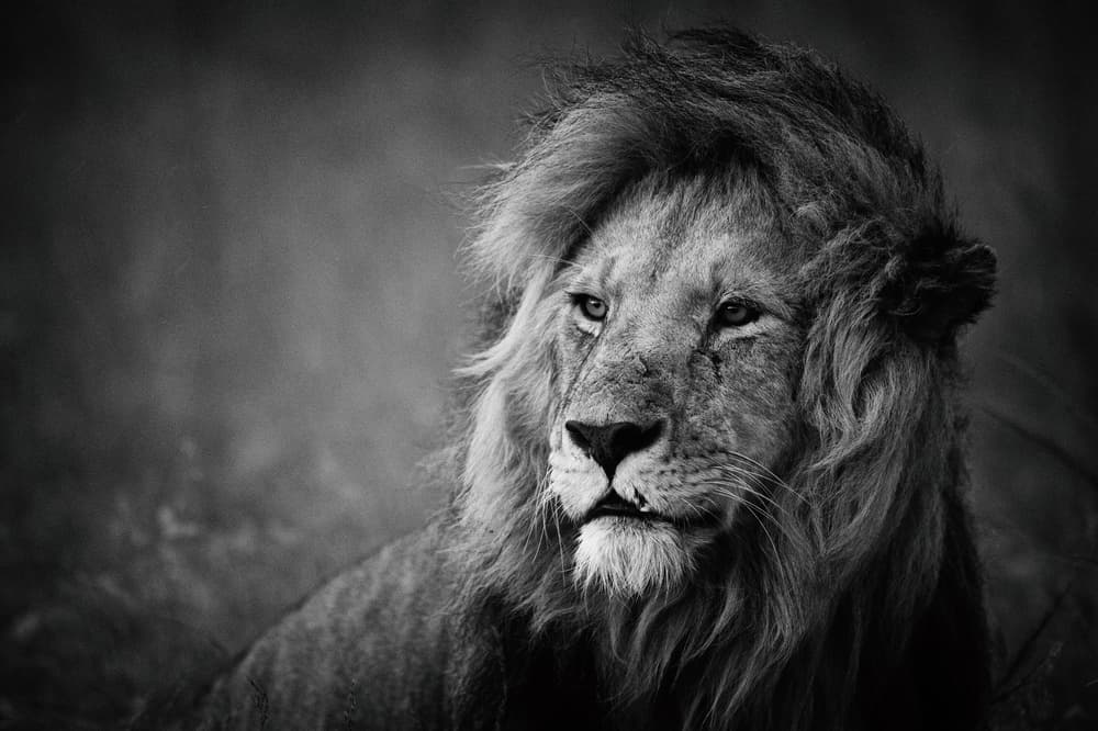 Majestic Lion Portrait by Mohammed Alnaser — canvas wall art