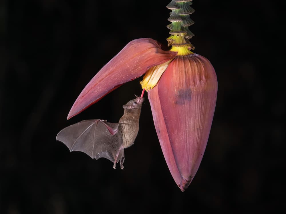 Nectar Bat Feeding by Petr Simon — canvas wall art