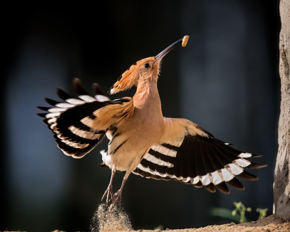 Hoopoe's Graceful Takeoff by Annie Poreider — canvas wall art