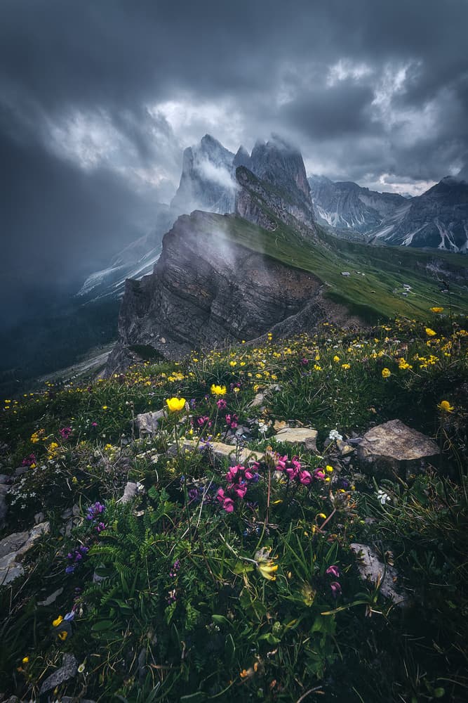 Majestic Mountain Wildflowers by Jean Claude Castor — canvas wall art