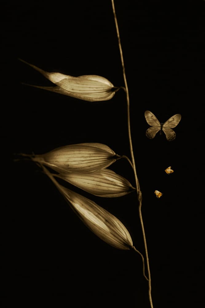 Delicate Oats and Butterfly by Cicek Kiral — canvas wall art