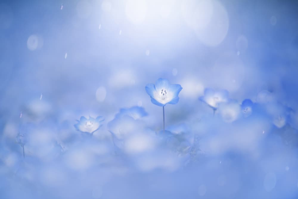 Dreamy Blue Flowers by Takashi Suzuki — canvas wall art