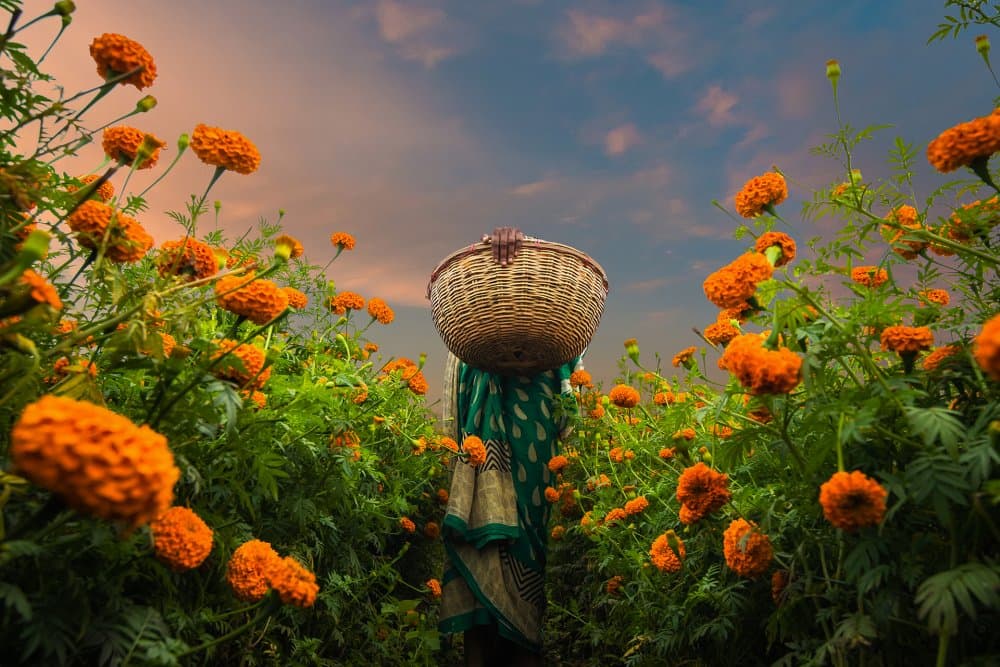 Woman in Marigold Field by Saurabh Sirohiya — canvas wall art