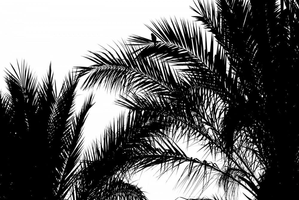 Tropical Palm Silhouettes by Tal Paz-Fridman — canvas wall art