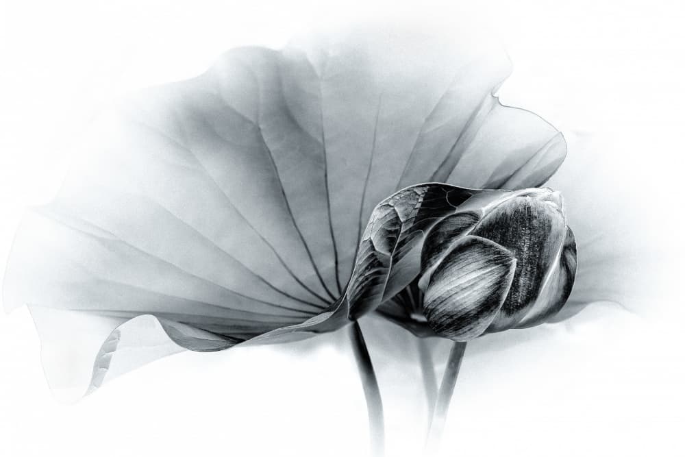 Graceful Lotus Bud by Xiaohong Zhang — canvas wall art
