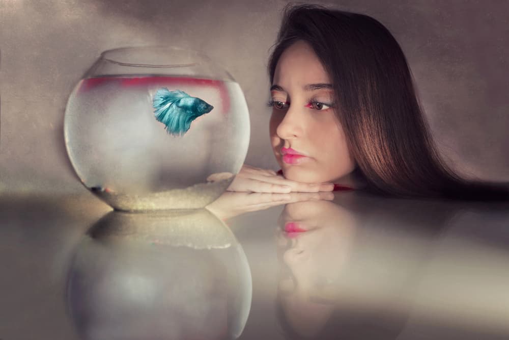 Contemplative Betta Gaze by Adela Lia Rusu — canvas wall art