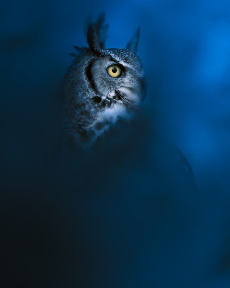Mysterious Night Owl by Ahmed Sobhi — canvas wall art