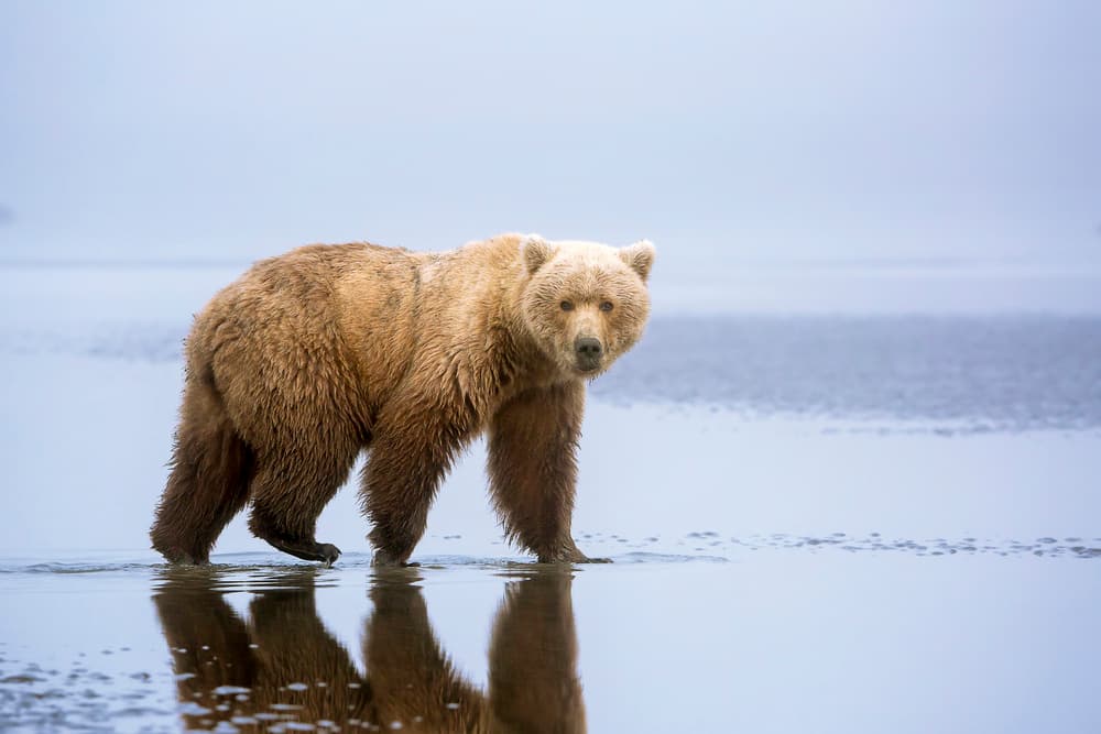 Brown Bear Reflection by Renee Doyle — canvas wall art