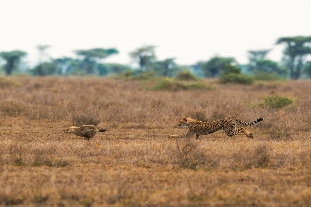 African Cheetah Chase by Mohammed Alnaser — canvas wall art