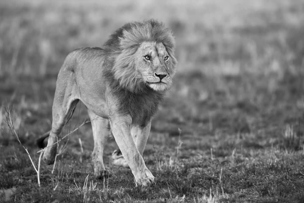 African Lion Stride by Marco Pozzi — canvas wall art