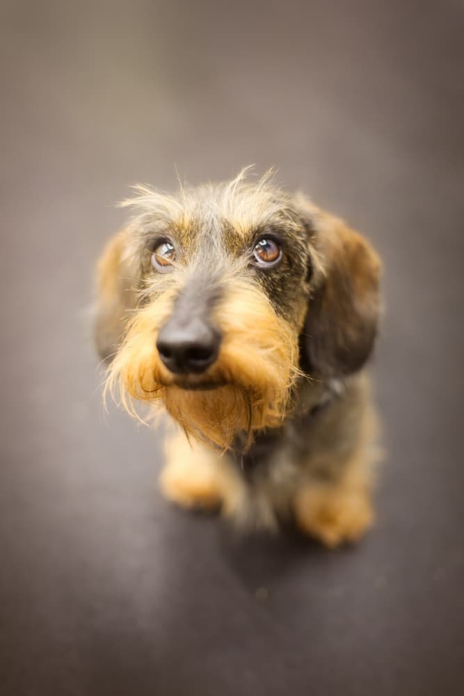 Curious Wirehaired Dachshund by Dmitry Razr — canvas wall art