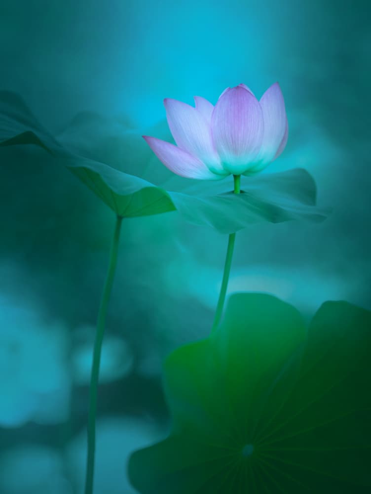 Glowing Lotus Bloom by Catherine Wang — canvas wall art