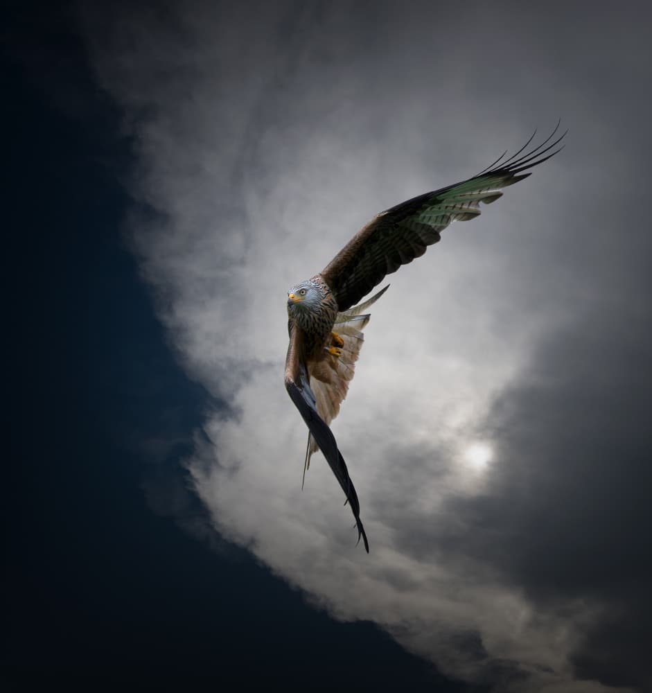 Majestic Red Kite Flight by Erik Engström — canvas wall art