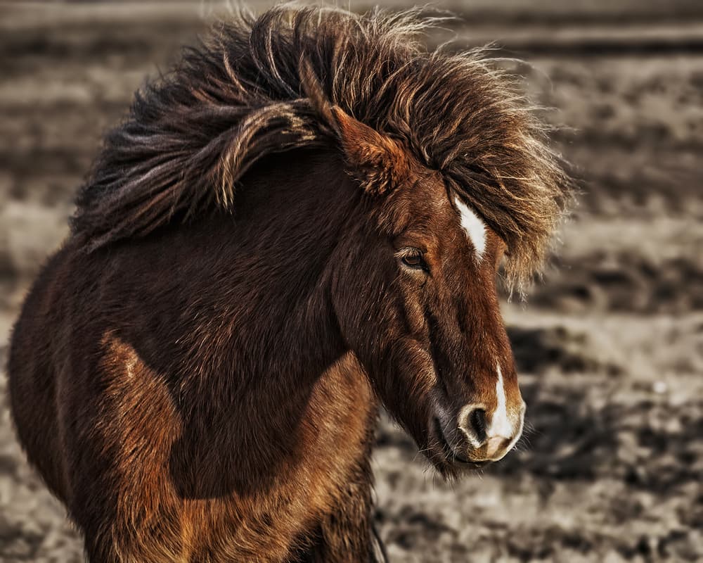 Majestic Icelandic Horse by Bragi Ingibergsson - BRIN — canvas wall art